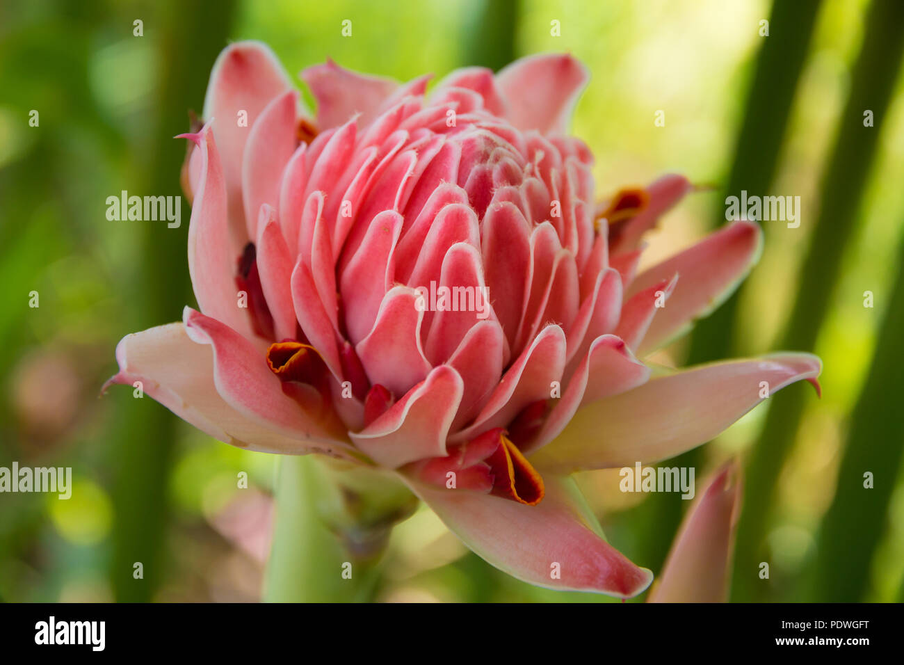 Nice close up of a beautiful pink torch ginger (Etlingera elatior) blossom. Used in decorative arrangements as well as in ikebana, they are also an... Stock Photo