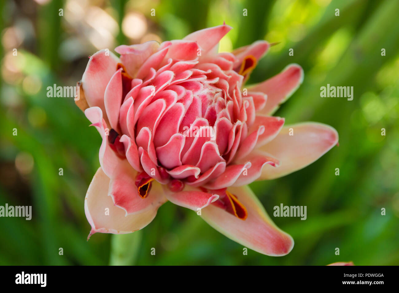 Great close up shot of a beautiful pink torch ginger flower (Etlingera elatior) blossom. This special flower is used as decoration in flower... Stock Photo
