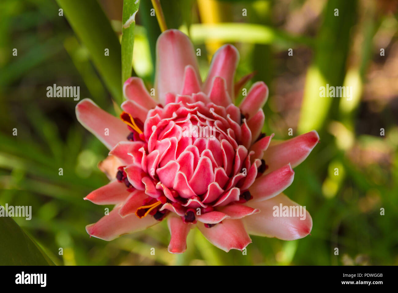 Overhead view of a beautiful pink torch ginger flower (Etlingera elatior) blossom in Malaysia. It is used as decoration and in the Japanese ikebana... Stock Photo