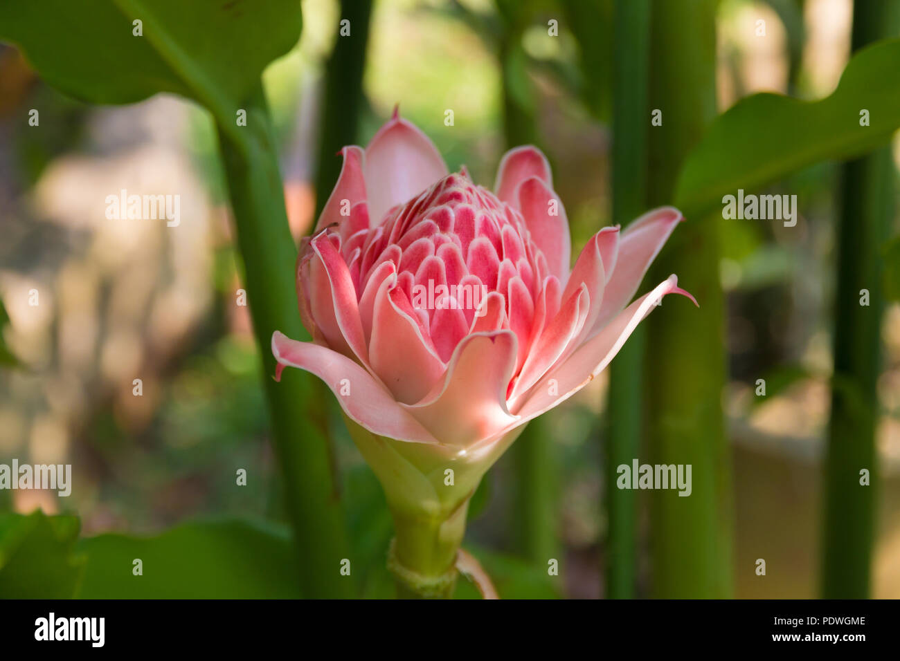 Ginger flower bud hires stock photography and images Alamy