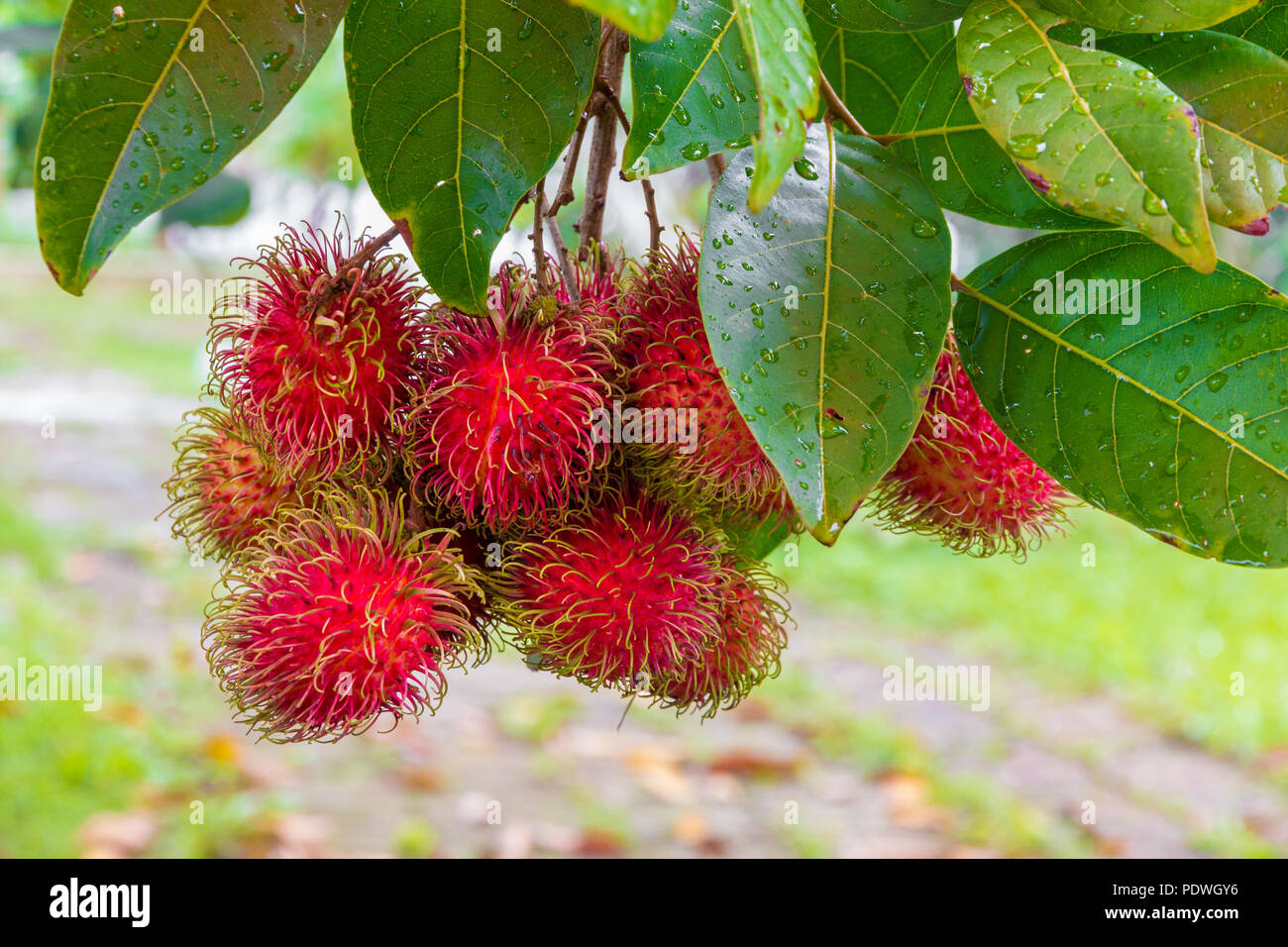 A cluster of ripe red rambutan fruits (Nephelium lappaceum) hanging on a tree, cultivated in Malaysia. Its name is a reference to the numerous... Stock Photo