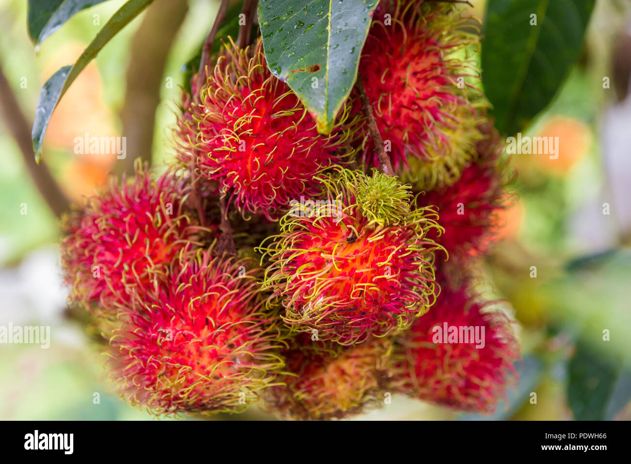 Nice close-up of a cluster of ripe red rambutan fruits (Nephelium lappaceum) hanging on a tree in Malaysia. Its name is a reference to the... Stock Photo