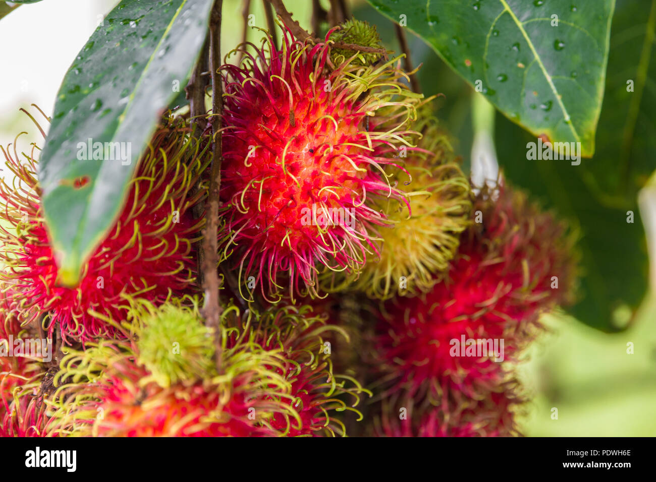 Green Spiky Fruits High Resolution Stock Photography and Images Alamy