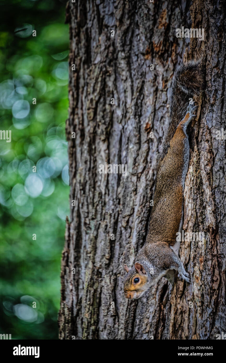 A squirrel hanging upside down on the side a tree in a Washington, DC park. Stock Photo