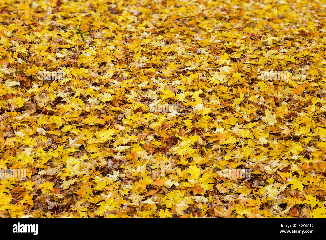 Fallen autumn leaves, New Hampshire, USA. Stock Photo