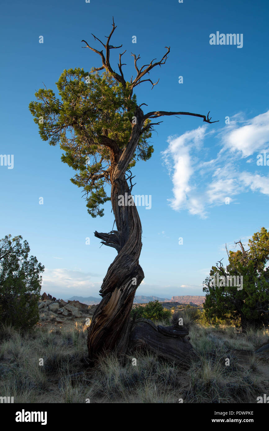 One-seed juniper, (Juniperus monosperma), Okito Wilderness, New Mexico, USA. Stock Photo