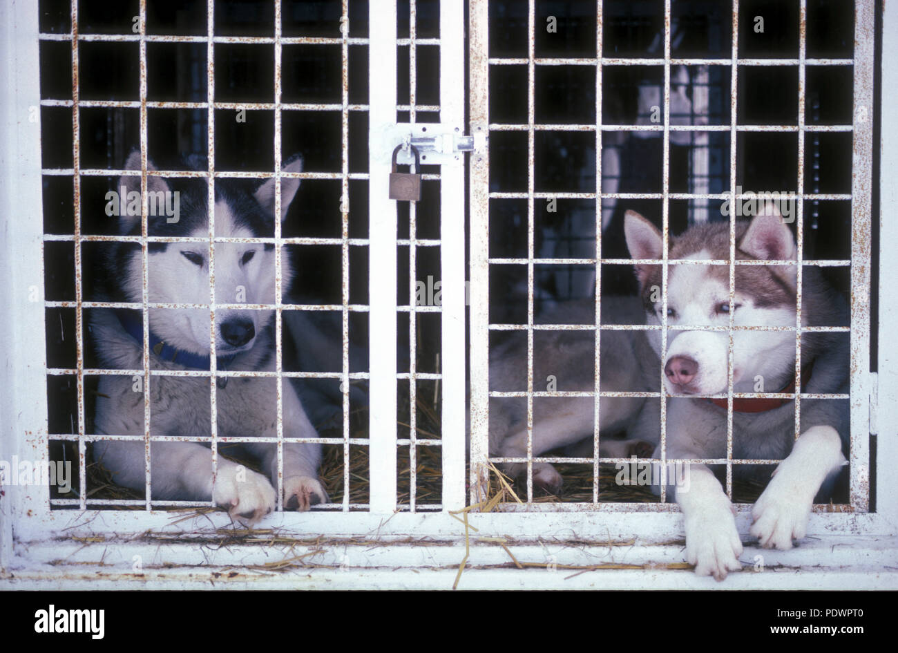 Siberian Husky Two dogs in a cage Canis familiaris Deux chiens en