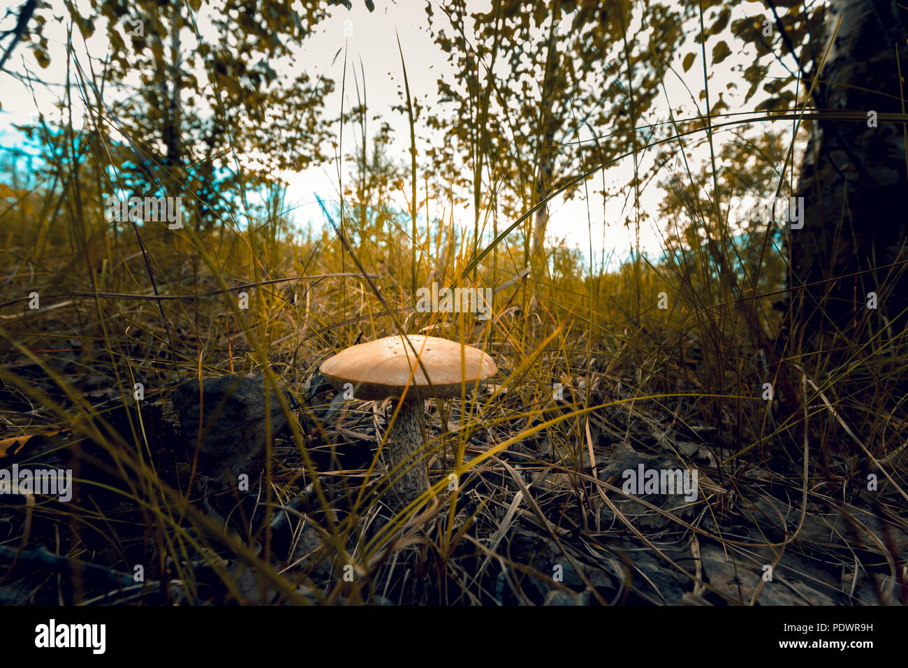 Mushroom with a large pale yellow hat in a thick yet not yellowed August grass Stock Photo
