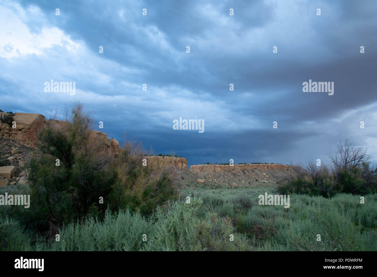 Salt Cedars, (Tamarix sp.), in the Ojito Wilderness, New Mexico,USA. Stock Photo