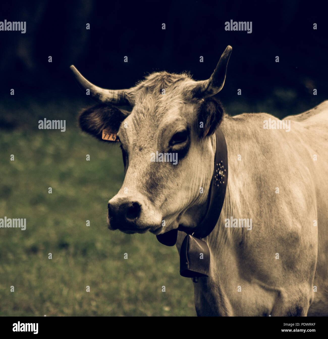 Headshot of a mountain cow in a field near me :) Stock Photo