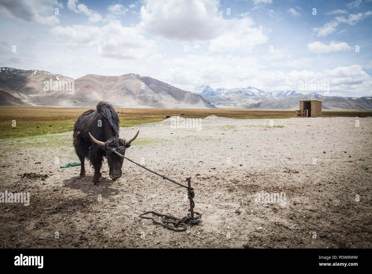 Cow tied pole hi-res stock photography and images - Alamy