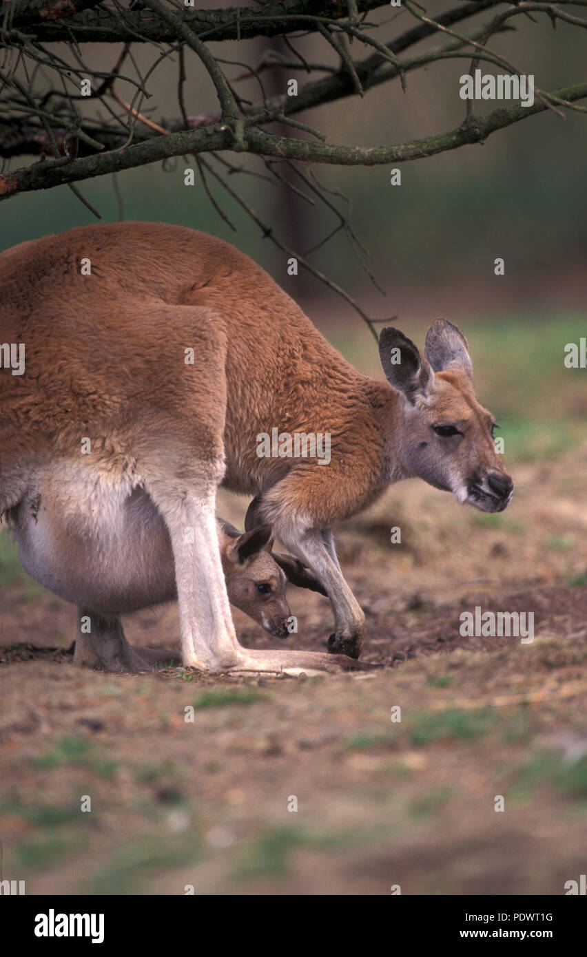 Kangourou Roux High Resolution Stock Photography And Images Alamy Kangourou Roux High Resolution Stock Photography And Images Alamy
