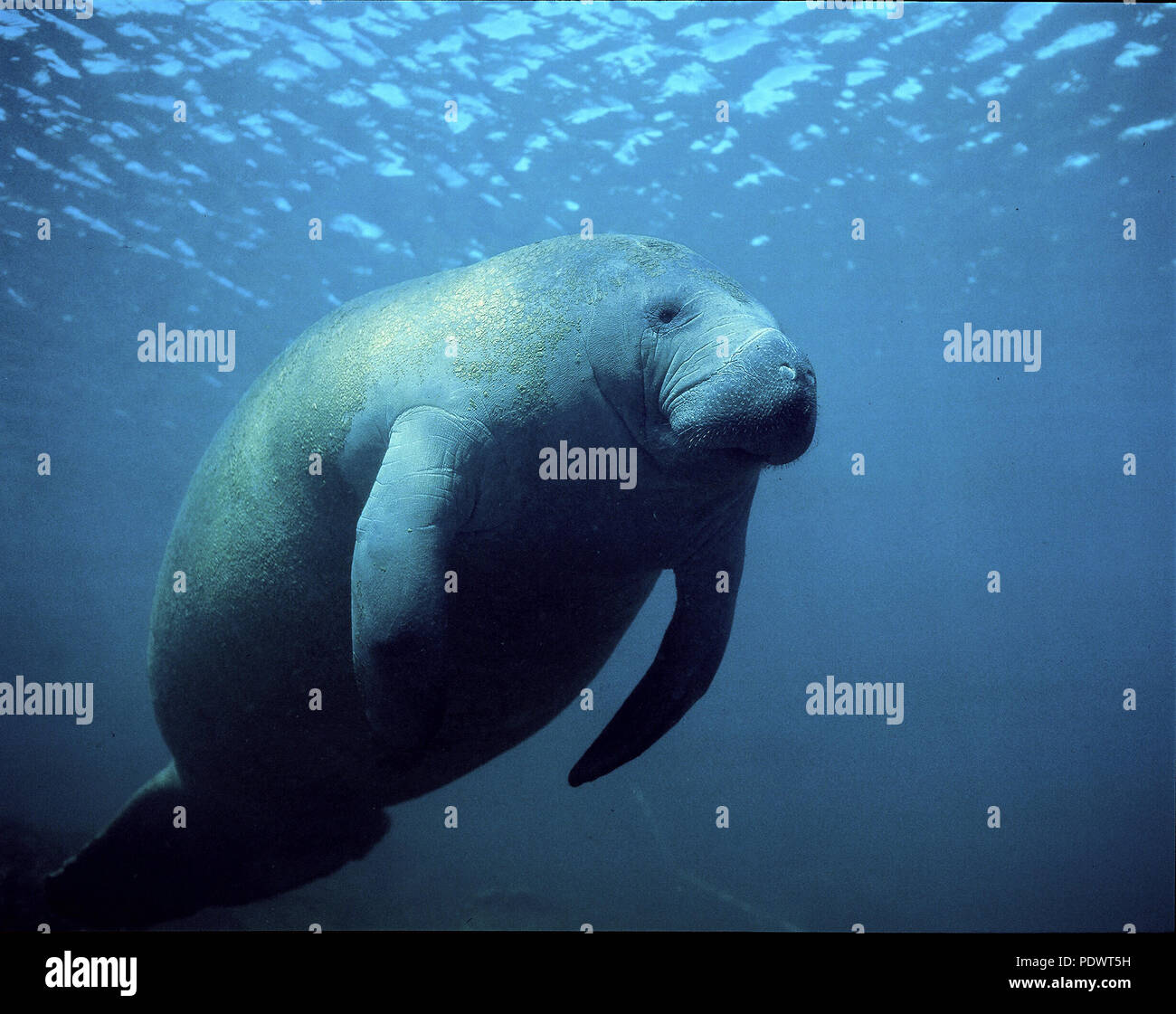 Lamantin High Resolution Stock Photography And Images Alamy Lamantin High Resolution Stock Photography And Images Alamy
