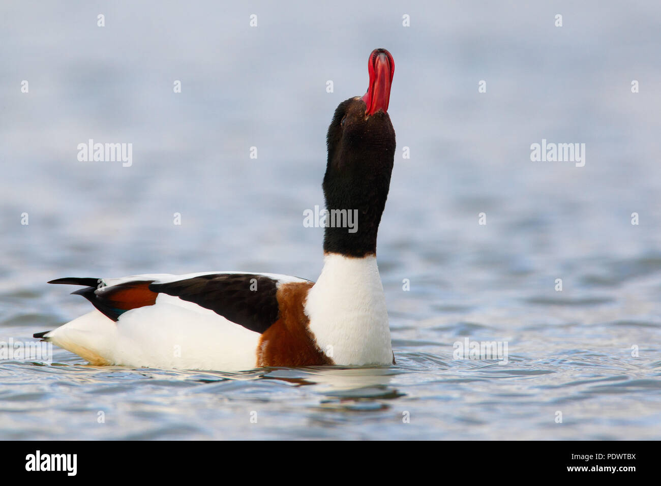 Shelduck swimming with bill pointing in the air. Stock Photo