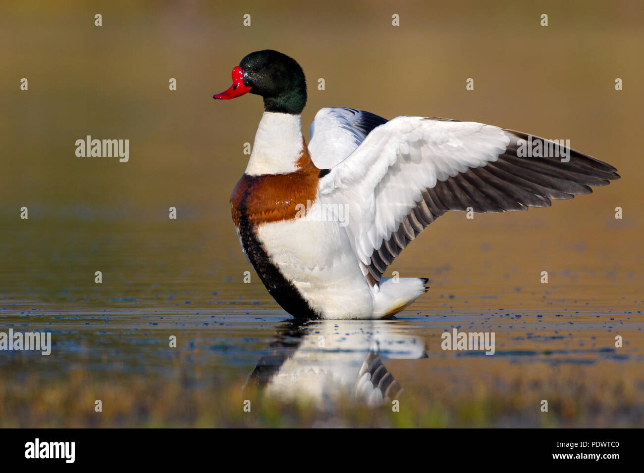 Shelduck wing flapping in shallow water with reflection. Stock Photo