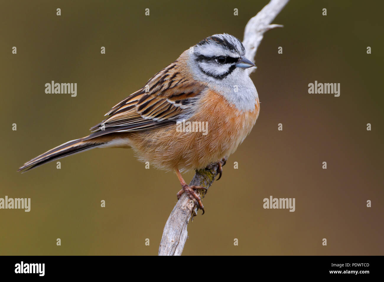 Rock Bunting on a branch Stock Photo Alamy