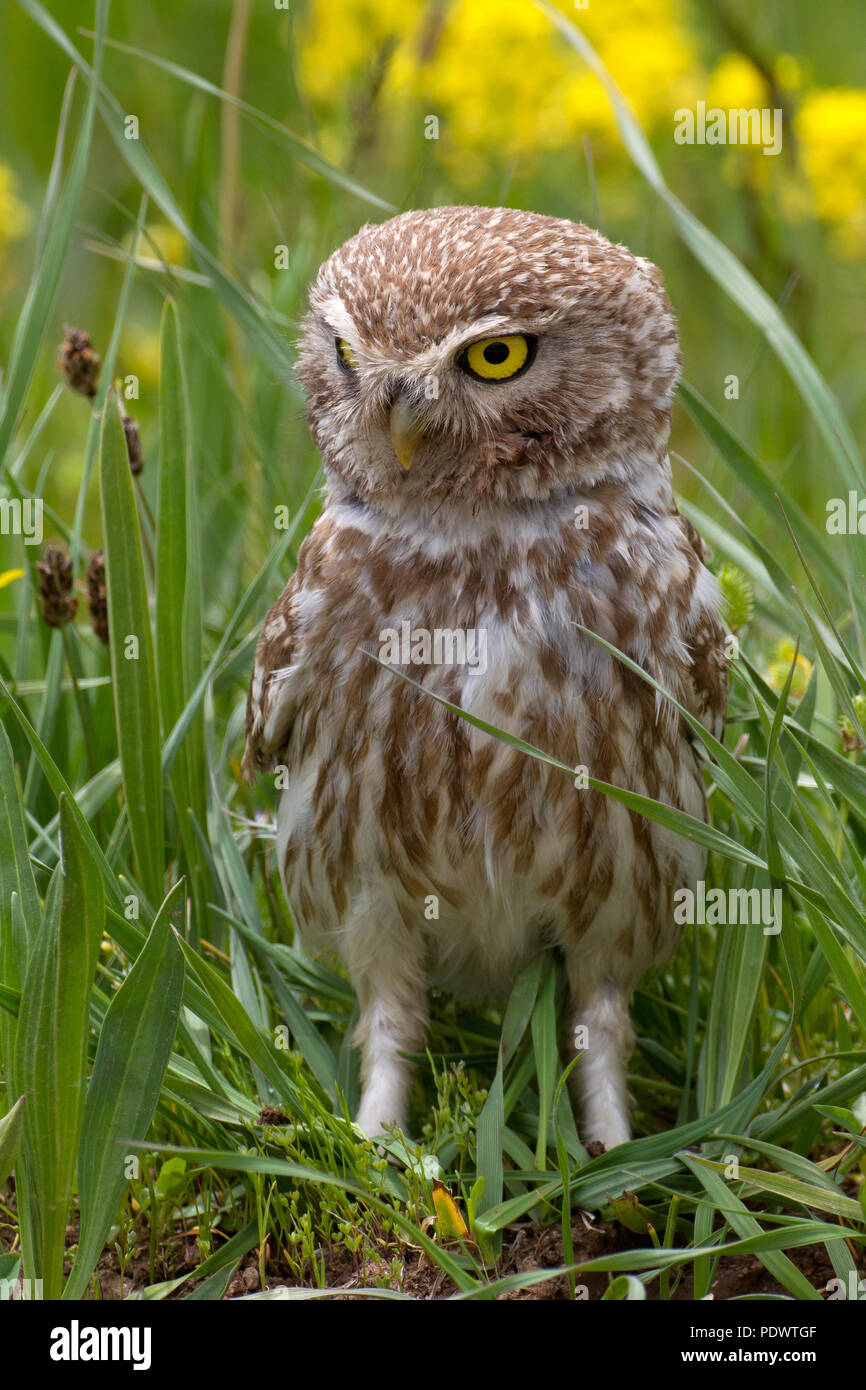Little Owl Stock Photo