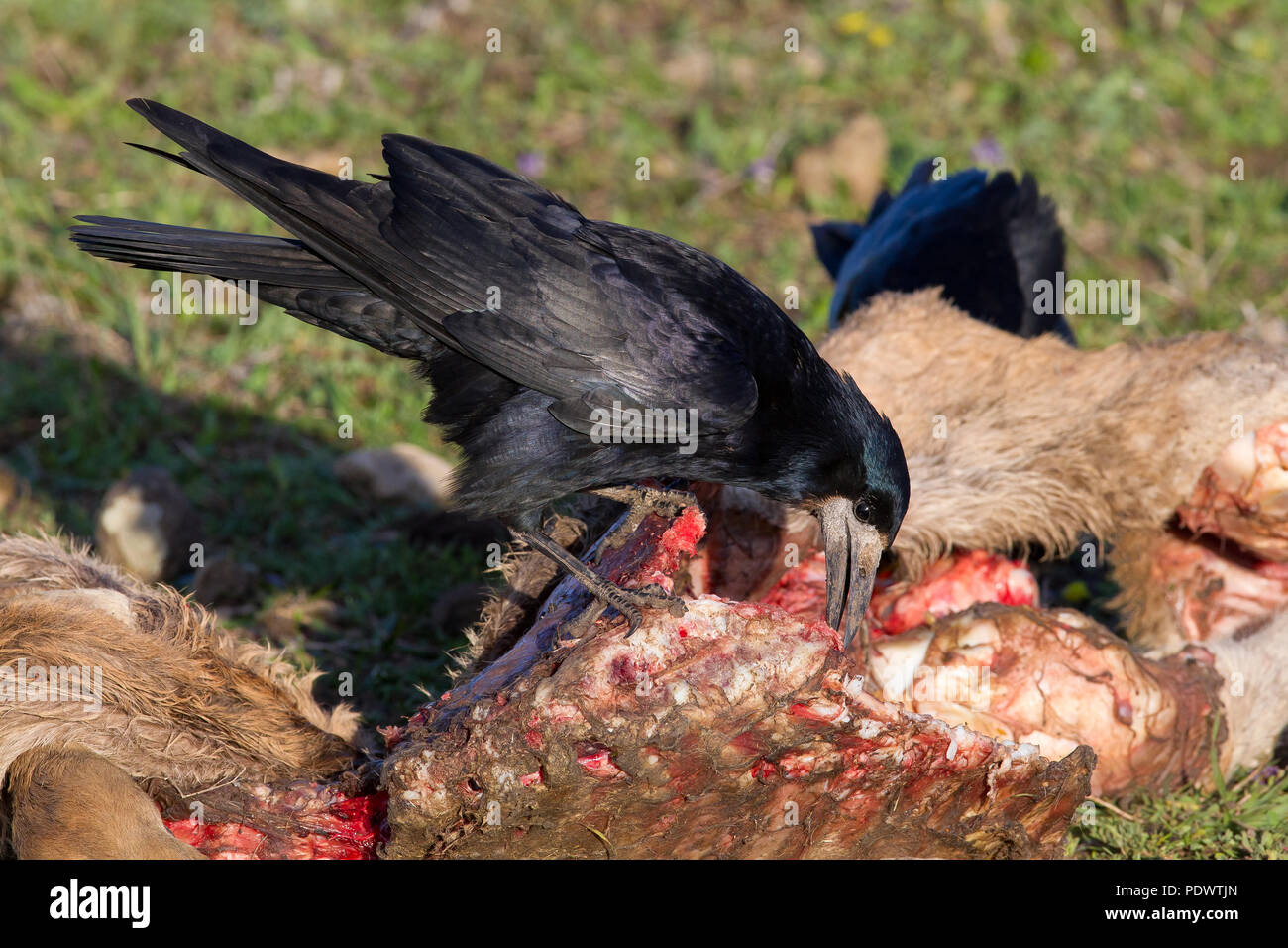 Rook feasting on dead animal. Stock Photo
