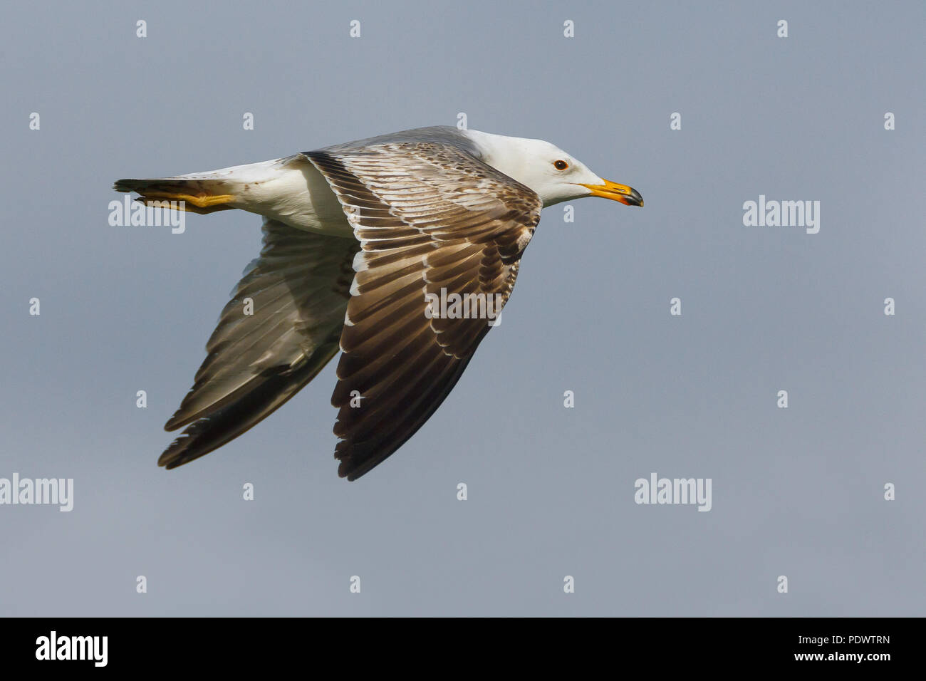 Immature Armenian Gull flying Stock Photo