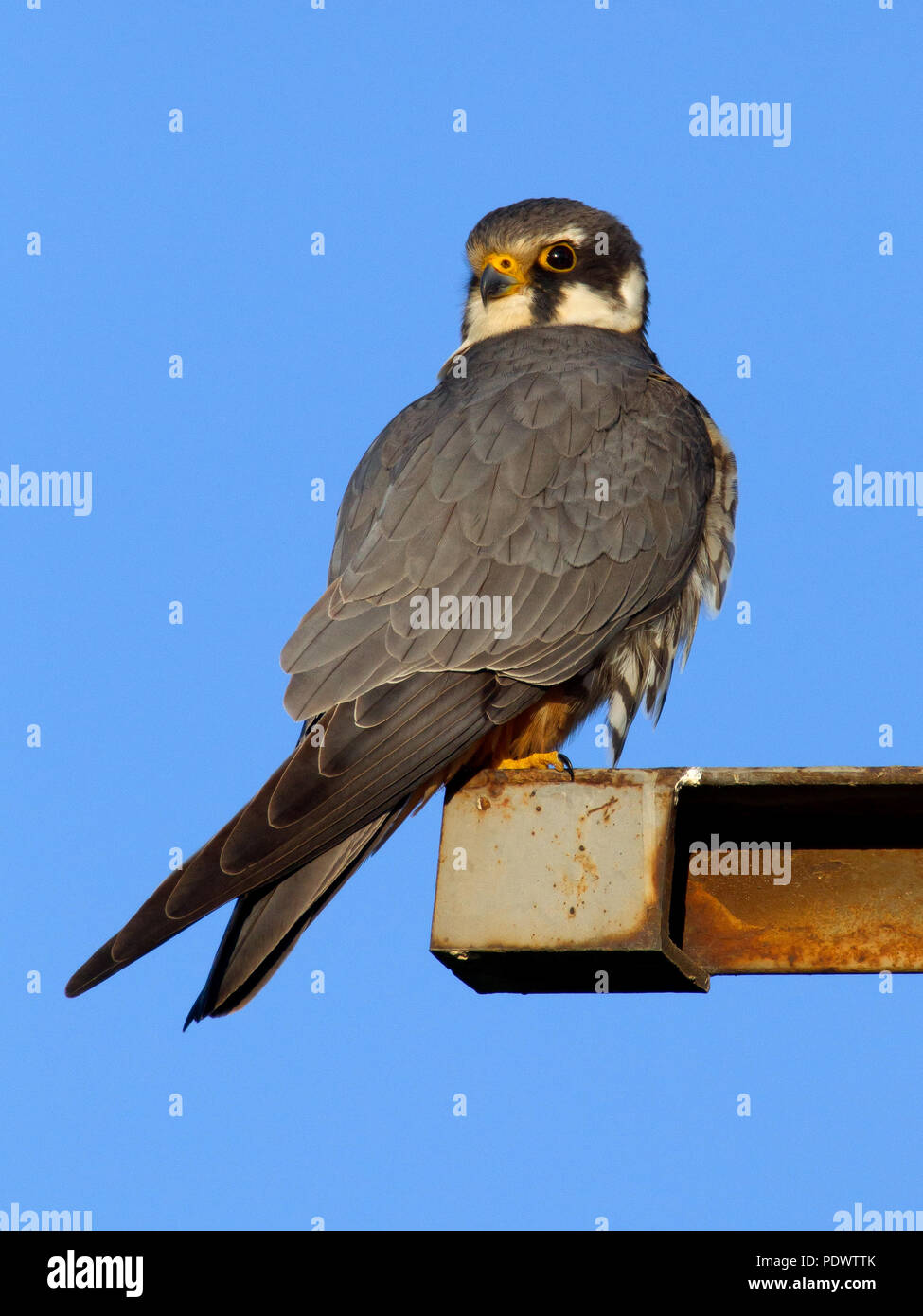 Adult Hobby in high tension pilon against a blue sky. Stock Photo