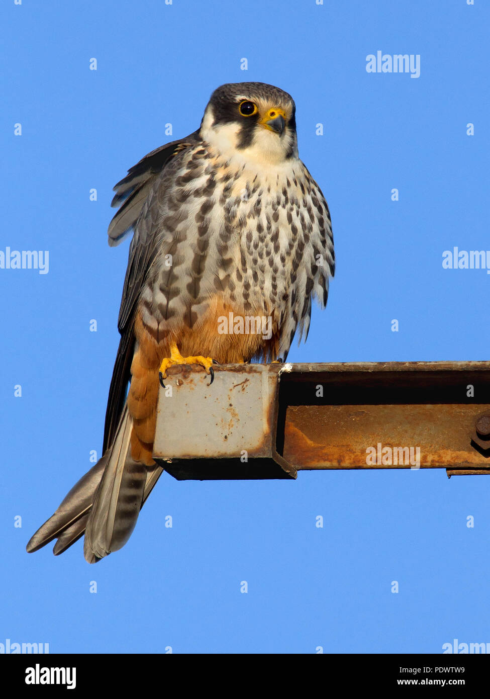 Adult Hobby in high tension pilon against a blue sky. Stock Photo