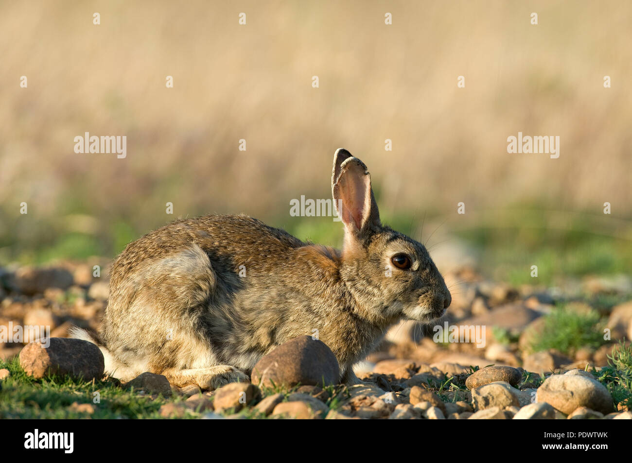 European rabbit - Oryctolagus cuninculus Lapin de garenne Stock Photo