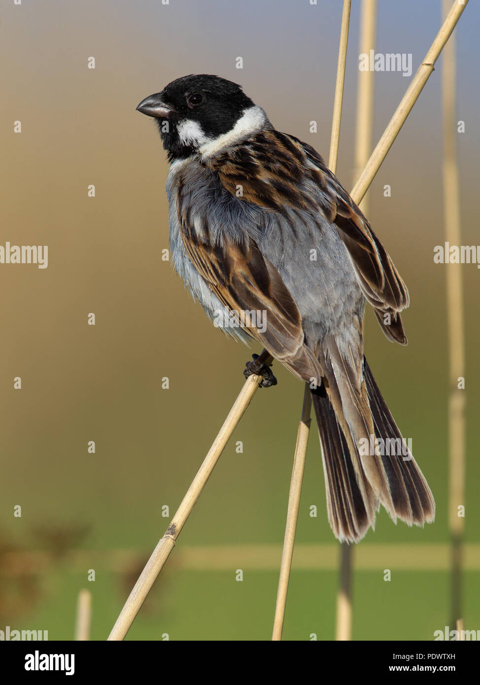 Male Reed Bunting in breeding habitat Stock Photo - Alamy