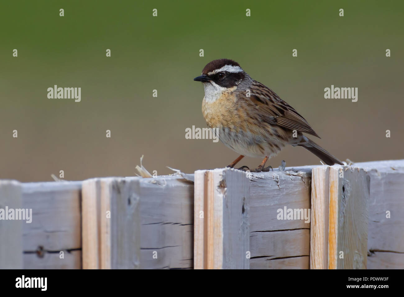 Adult Radde's Accentor on fence Stock Photo