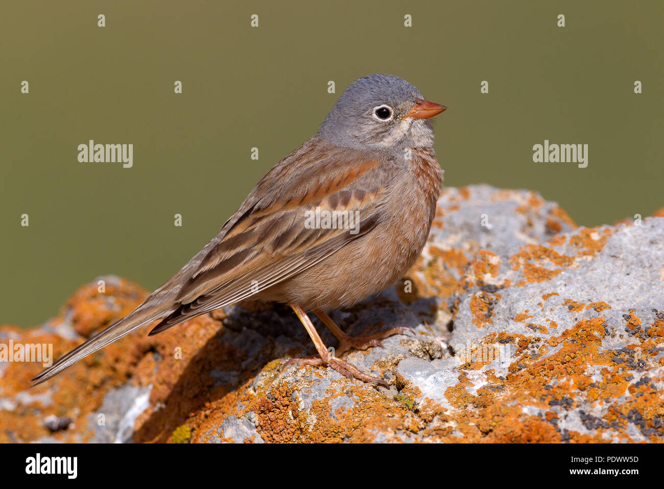 Grey bunting hi-res stock photography and images - Alamy