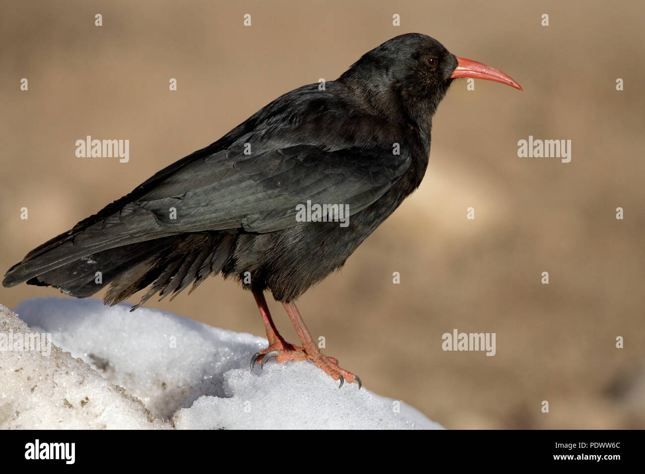 Red-billed Chough on a lump of snow. Stock Photo