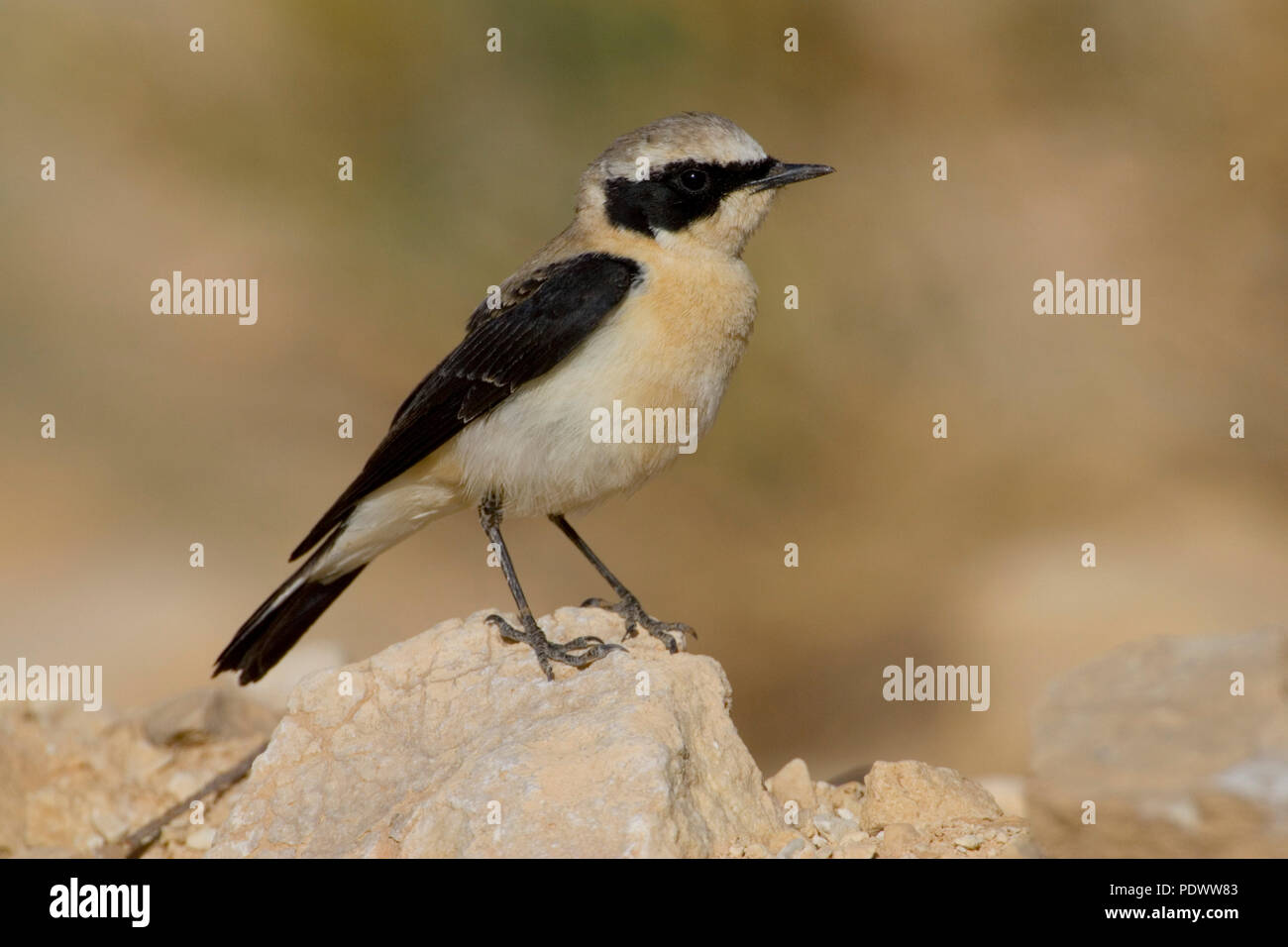 Sightseeing Eastern Black-eared Wheatear Stock Photo - Alamy