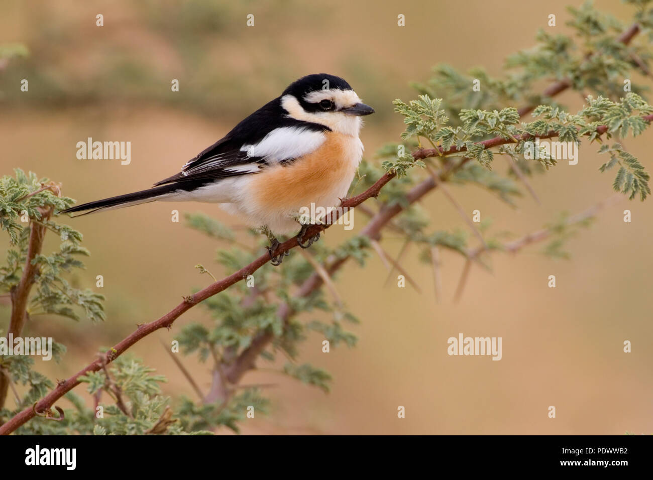 Masked shrike hi-res stock photography and images - Alamy