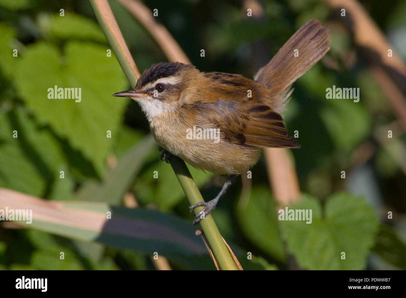 Moustached Warbler sitting on a green twig, side-view. Stock Photo