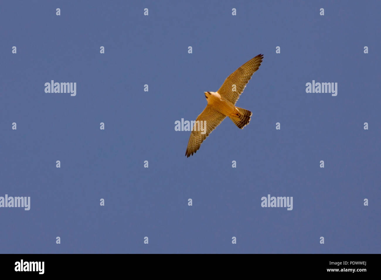 Barbary falcon in flight, underwing view in a blue sky. Stock Photo