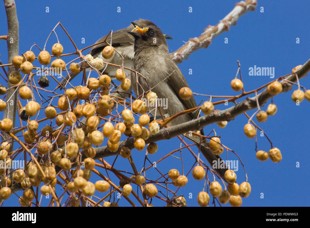 Common bulbul with a blue sky in the background eating berries. Stock Photo