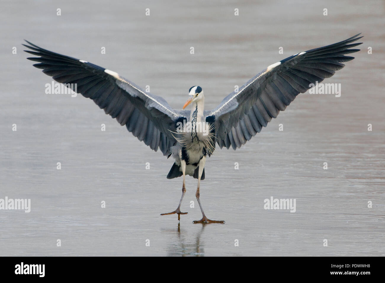 Grey Heron landing with outstretched wings in the water Stock Photo Alamy