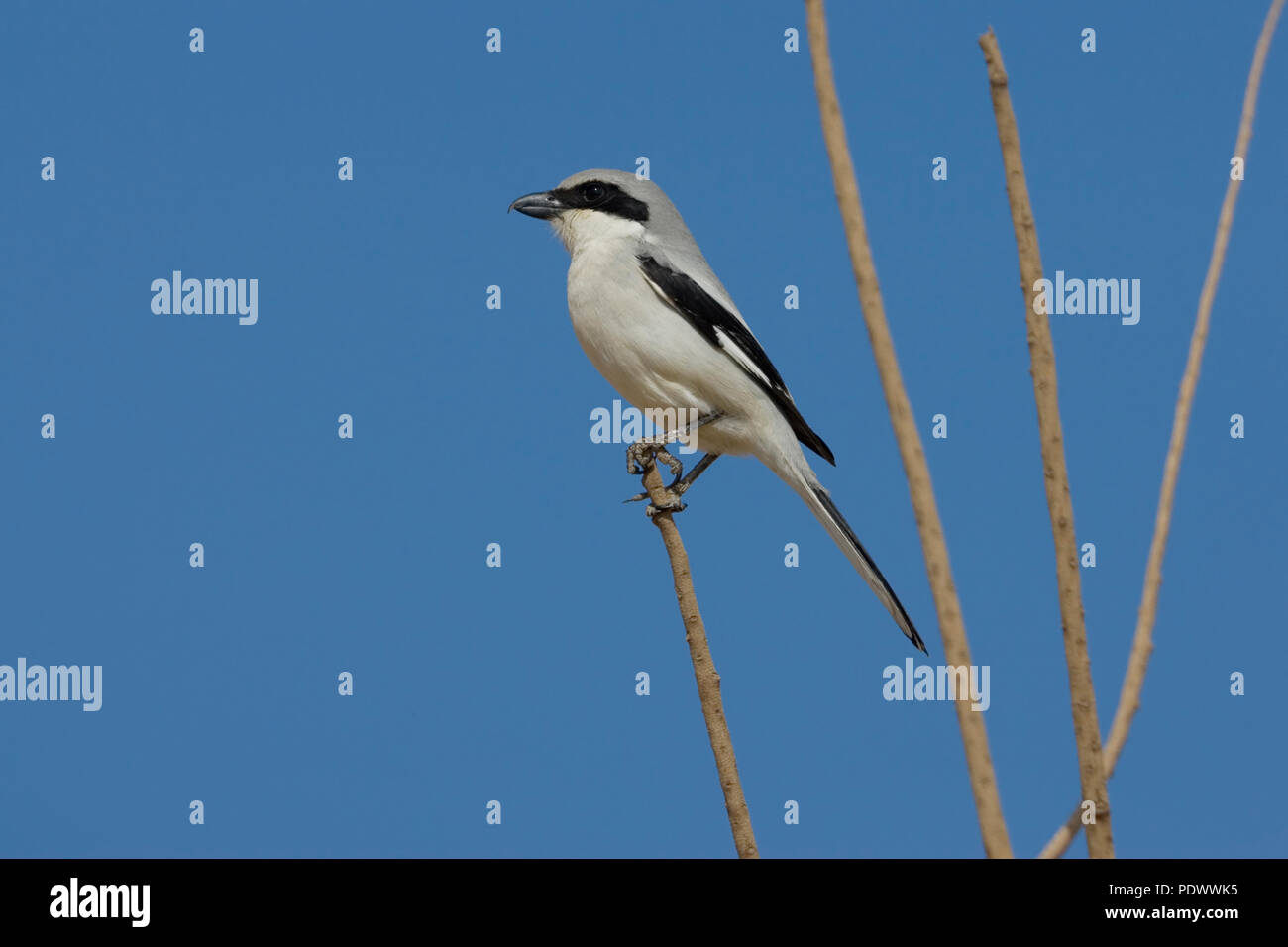 Southern Grey Shrike on a twig and a blue sky. Stock Photo
