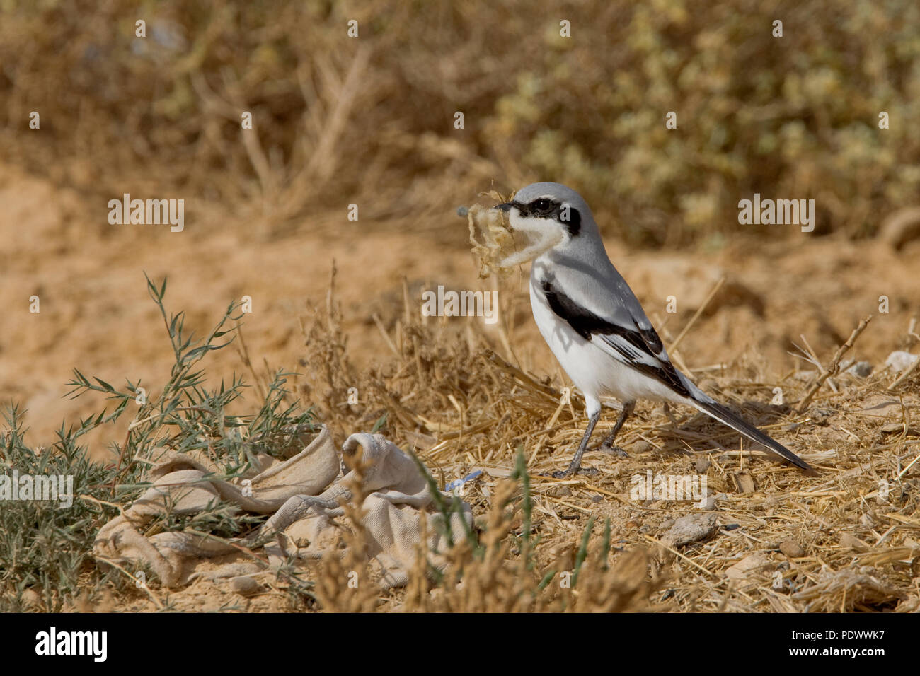 Southern Grey Shrike in shriveled grass, side-view. Stock Photo