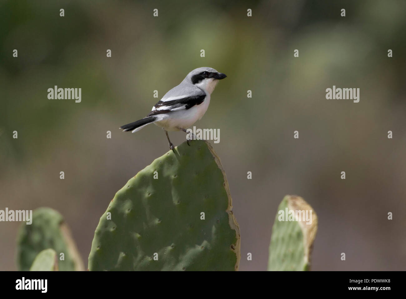 Southern Grey Shrike on the border of a catus, side-view. Stock Photo
