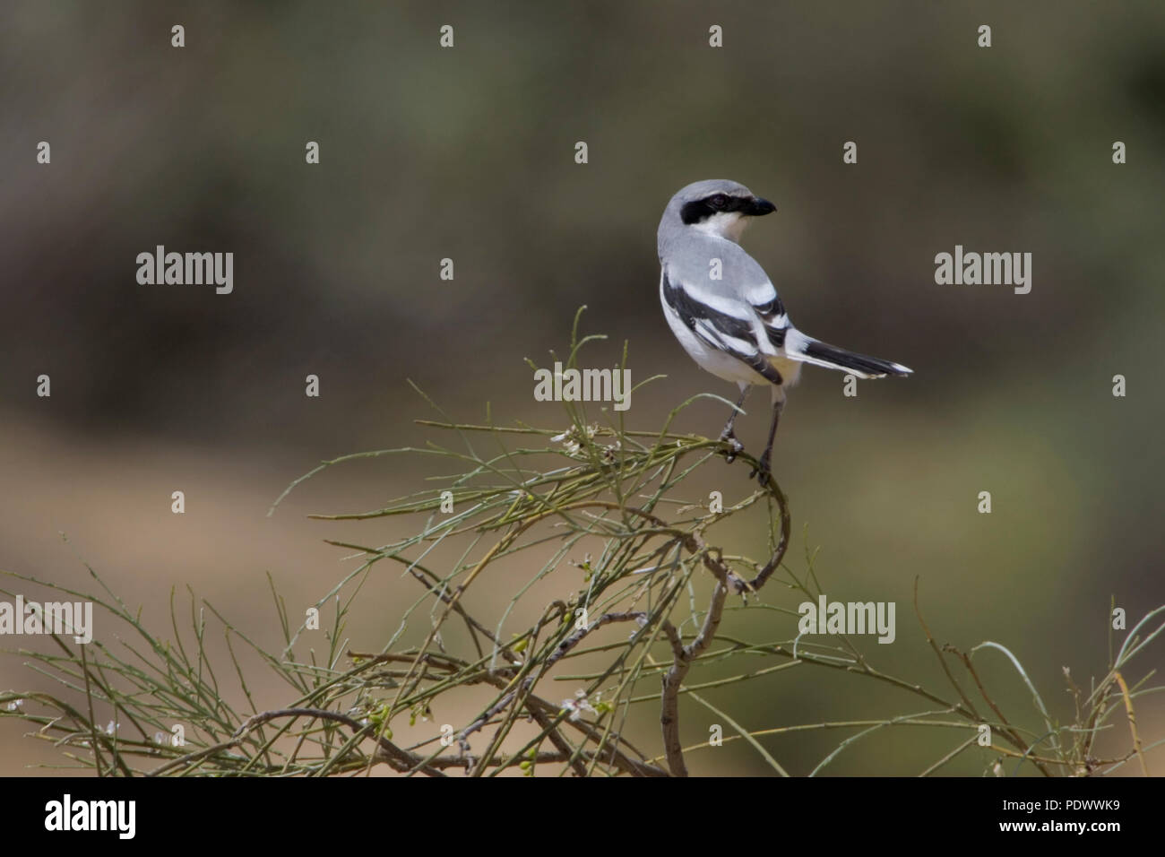 Southern Grey Shrike sitting on twigd of a shrub, back-view looking to the right. Stock Photo