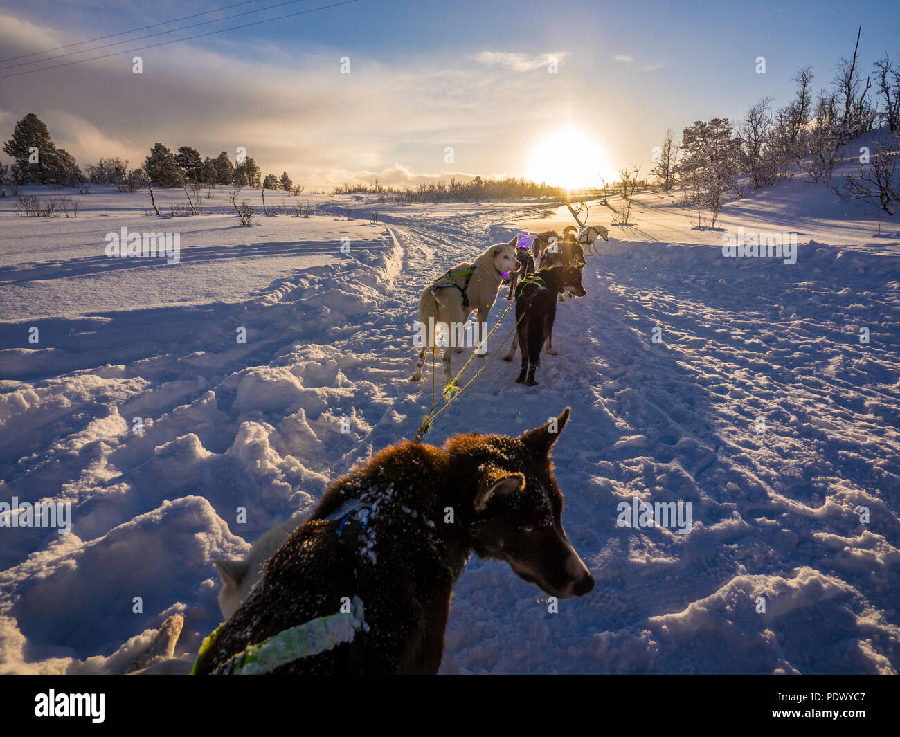 Alaskan huskies on snow sledge during sunset Stock Photo