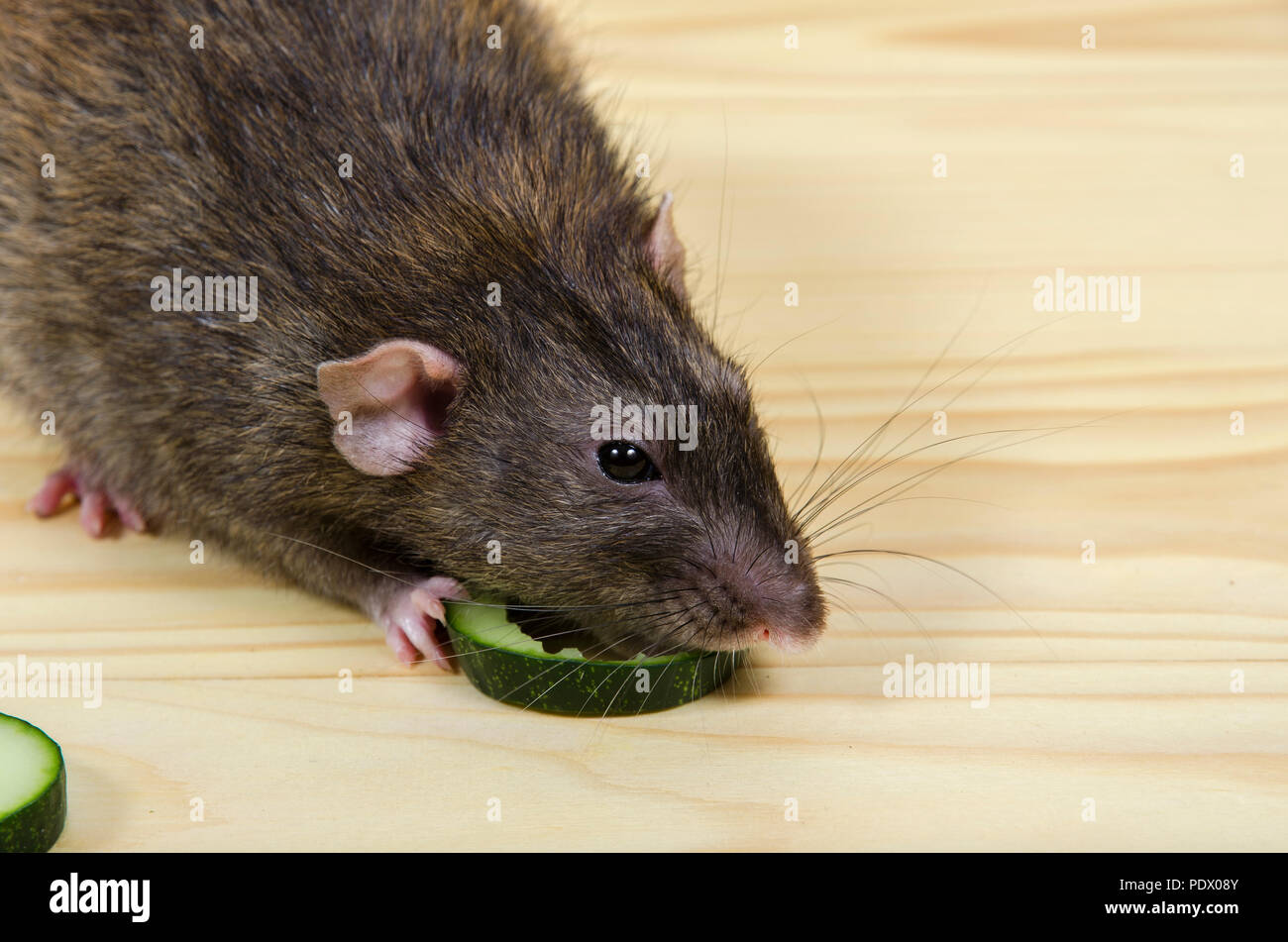 Крысам можно сельдерей. Крыса с огурцом. Крыска ест огурец. Крыса ест огурец. Крысы едят овощи.
