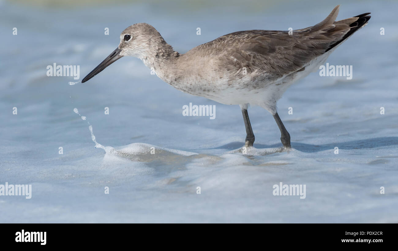 Willet (Tringa semipalmata) searching for food in the foaming surf on the Florida Gulf Coast. Stock Photo