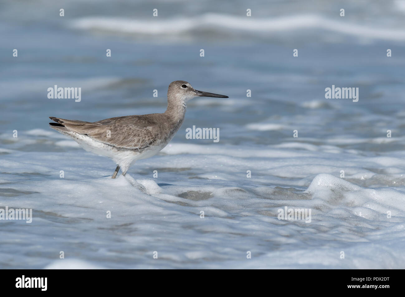 A Willet (Tringa semipalmata) keeps an eye on the sky while looking for food in the foamy surf on the Gulf shores of Central Florida. Stock Photo