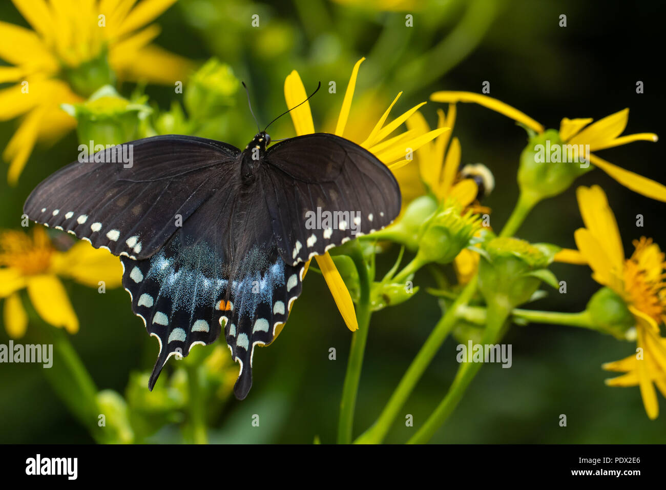 Spiecebush swallowtail butterfly - Papilio troilus Stock Photo