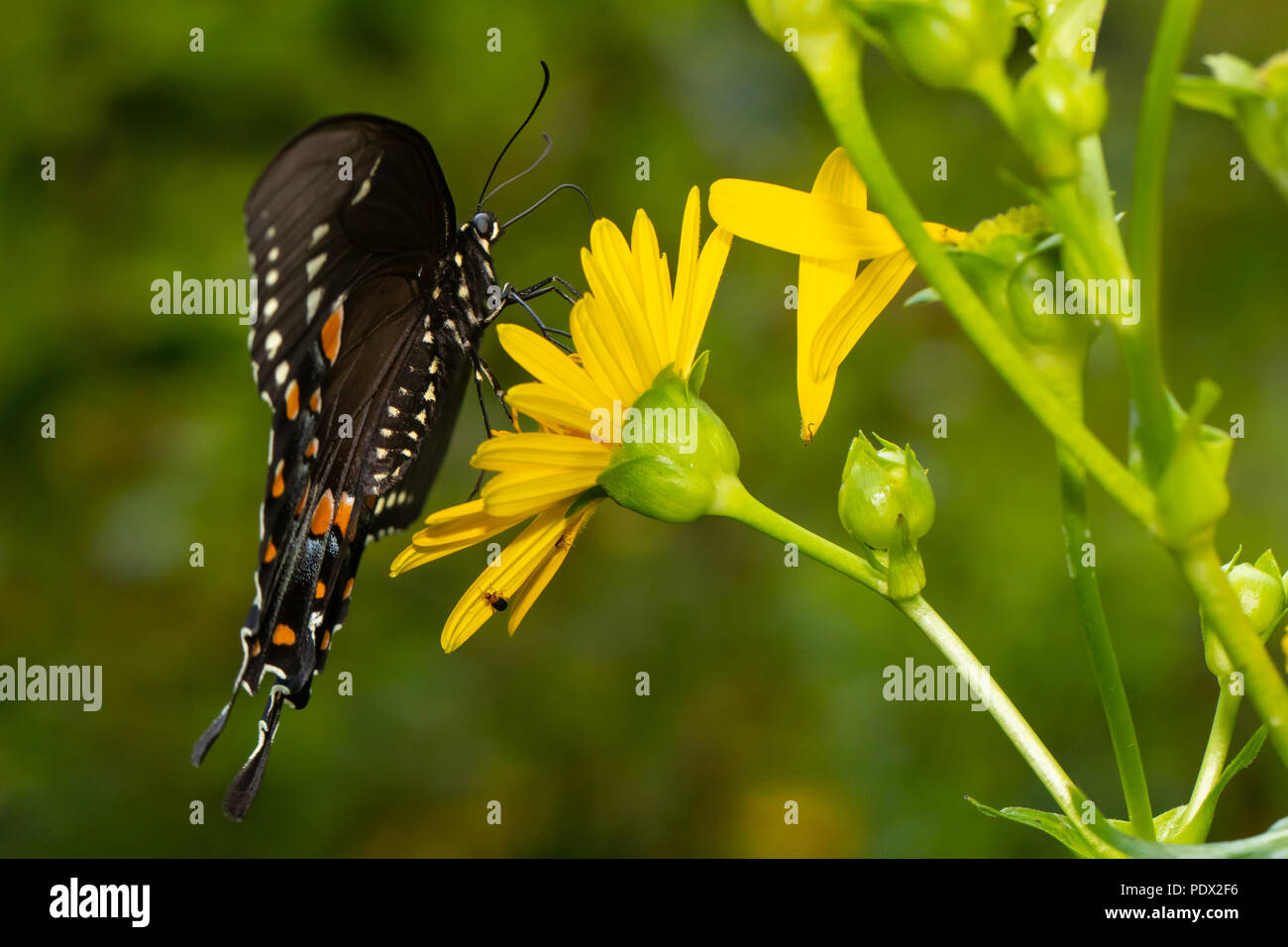 Spiecebush swallowtail butterfly - Papilio troilus Stock Photo