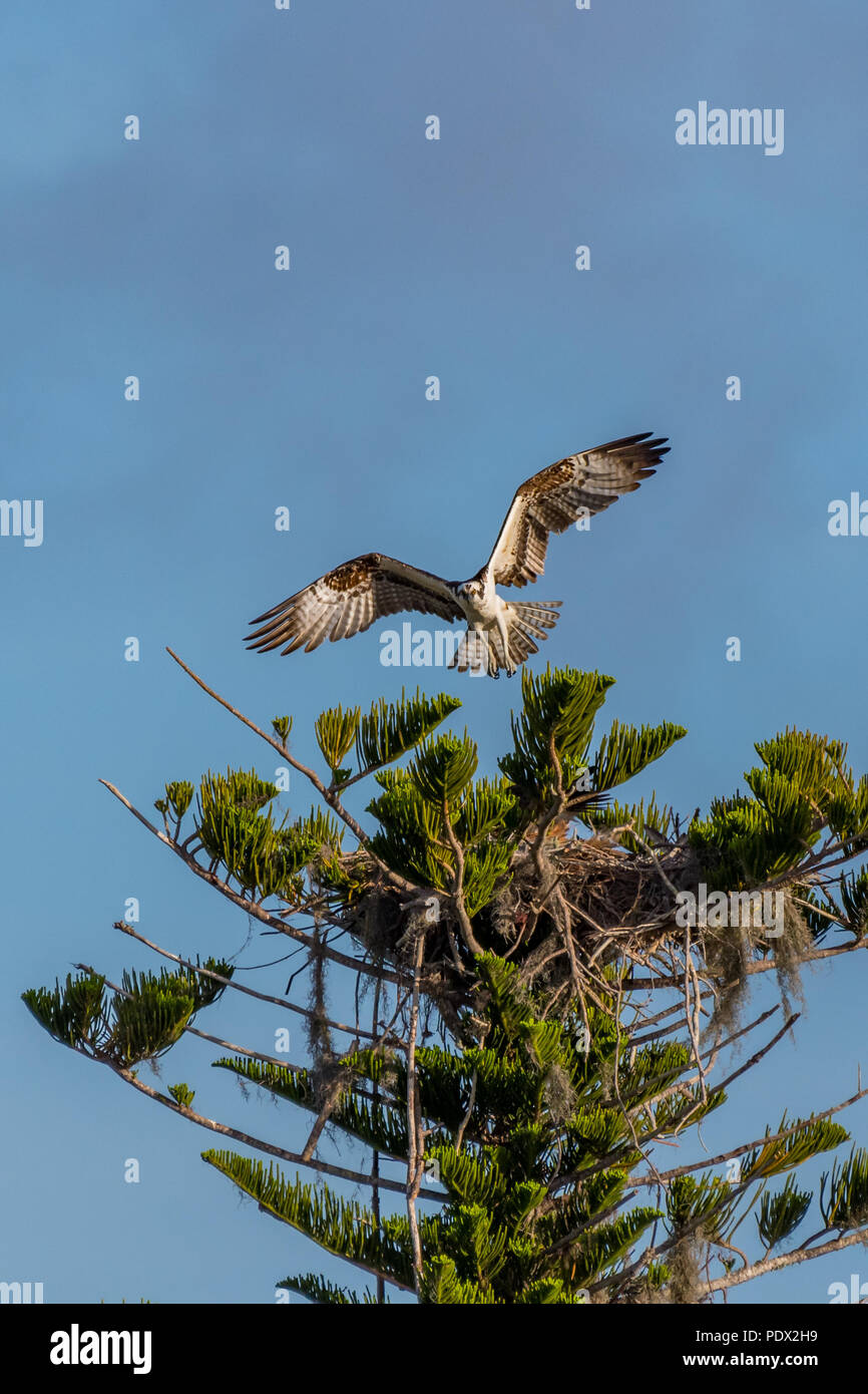 An Osprey (Pandion haliaetus) flying over it's nest in a pine tree in Florida, USA. Stock Photo