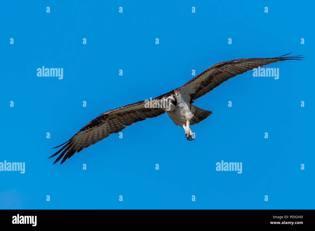 An Osprey (Pandion haliaetus) soars over the Gulf coast of Florida, USA. Stock Photo