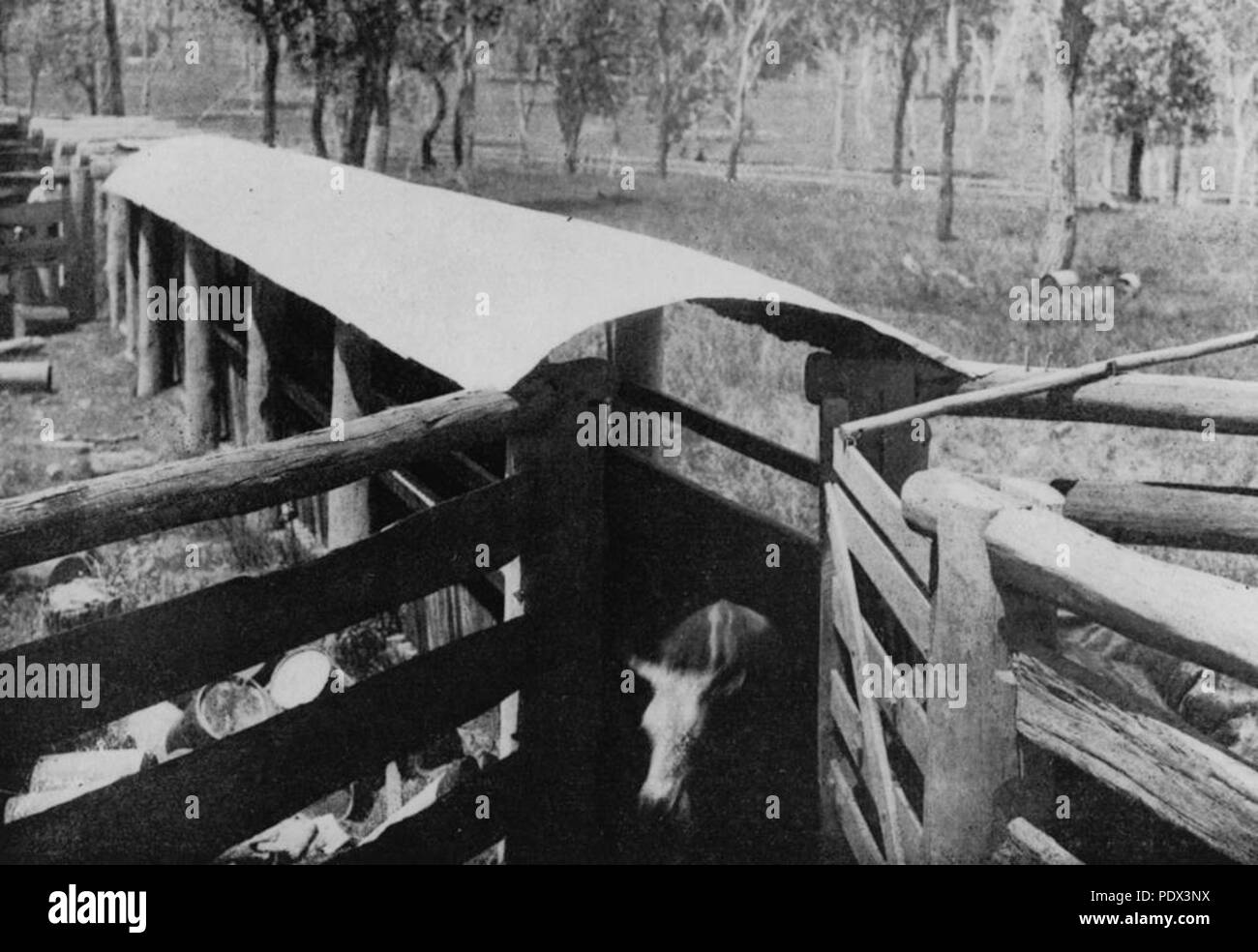 Cattle dip Black and White Stock Photos & Images Alamy