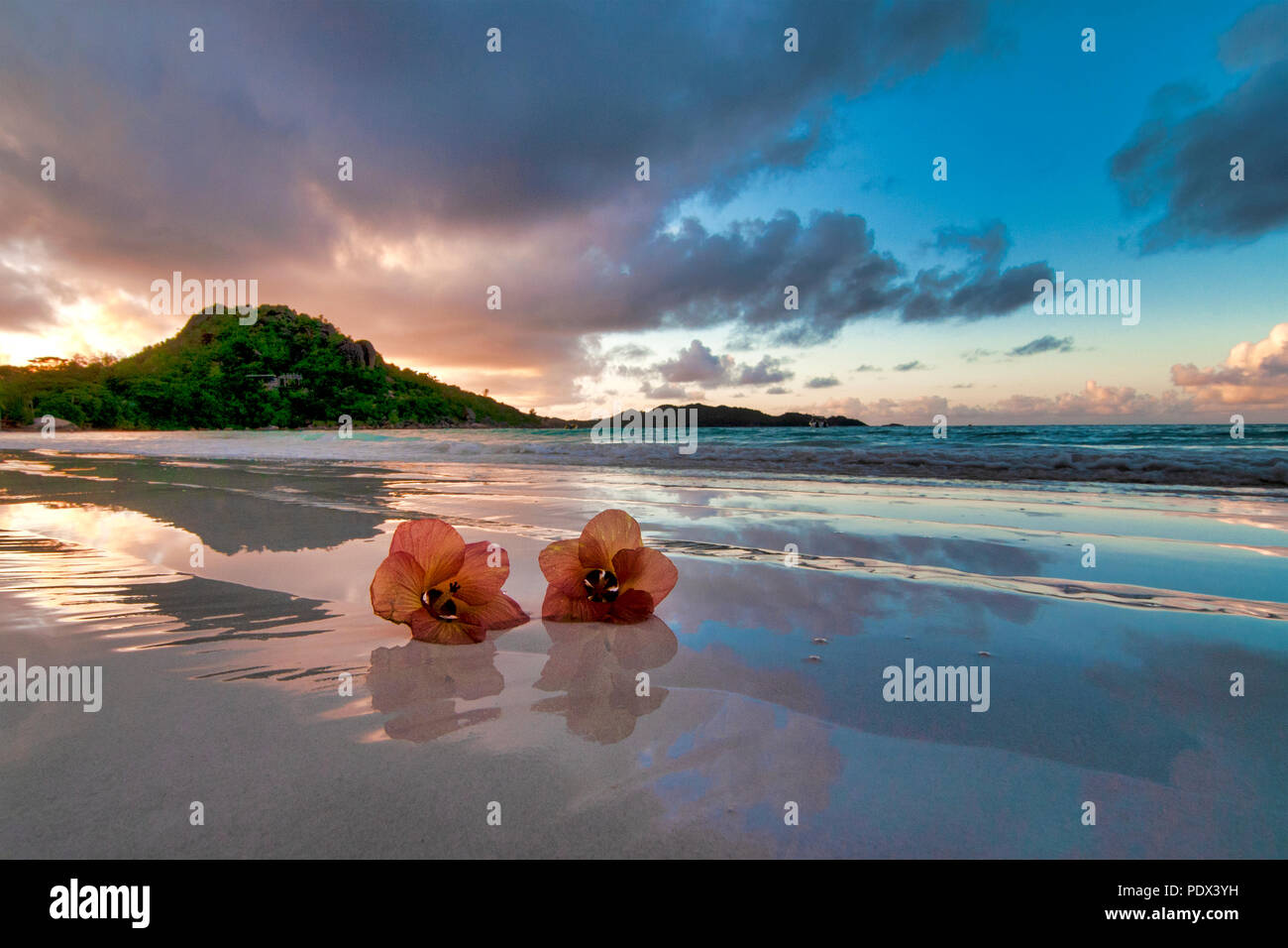 Two flowers on the beach, Anse Volbert, Seychelles Stock Photo